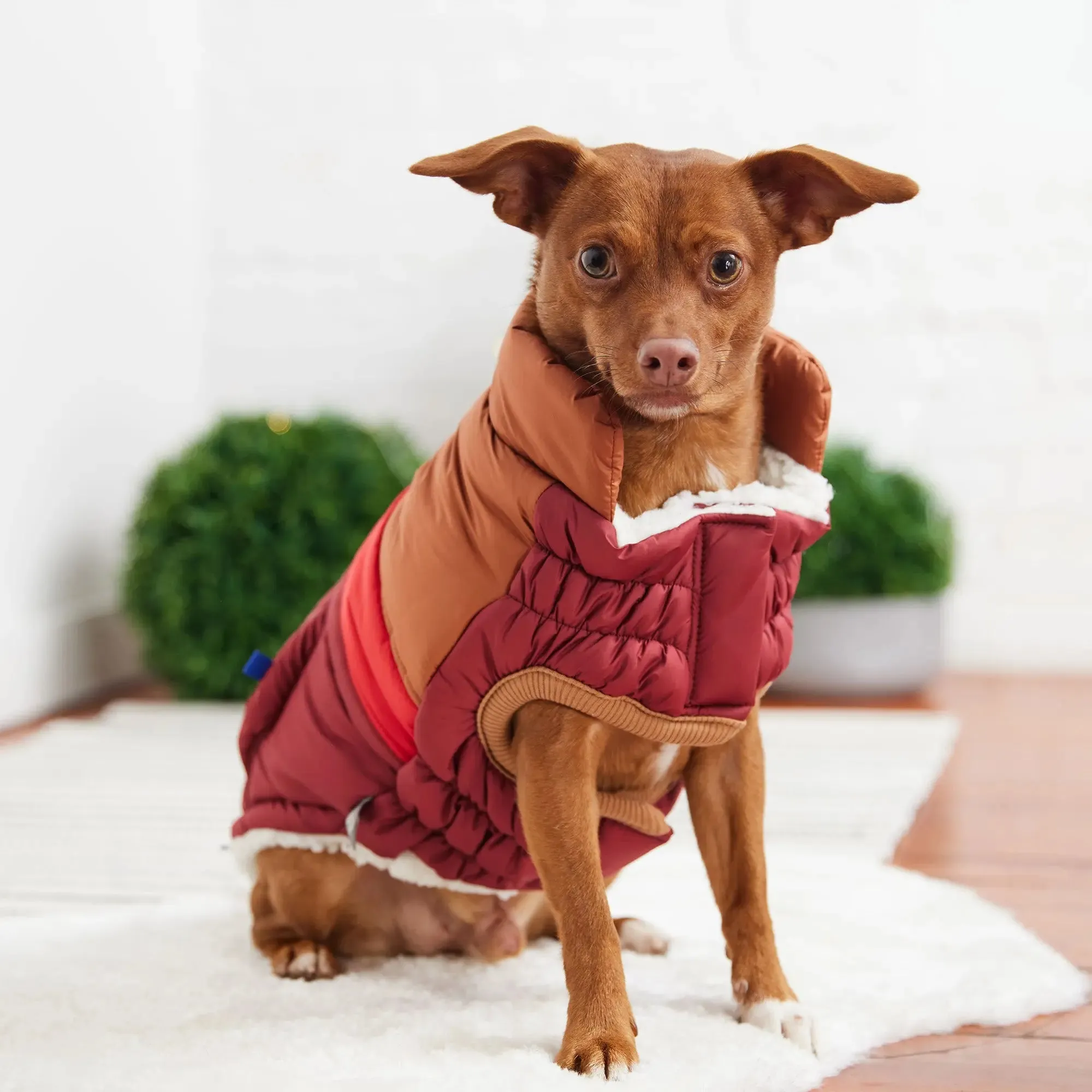 Retro Dog Puffer | Dark Red
