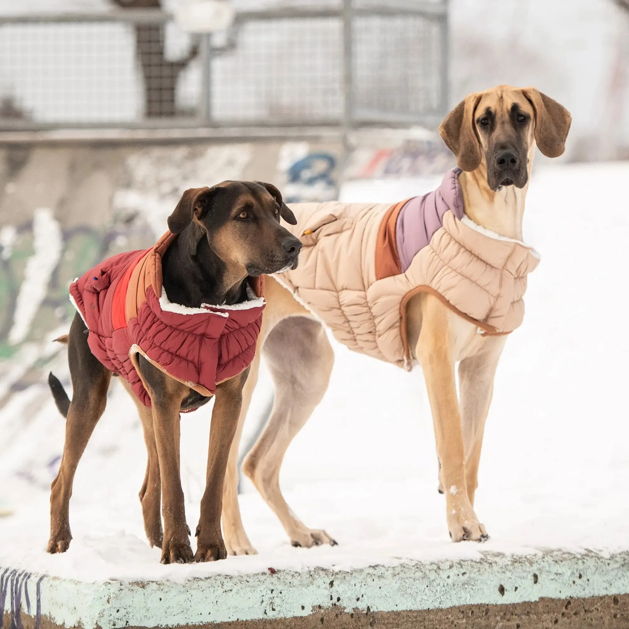 Retro Dog Puffer | Dark Red